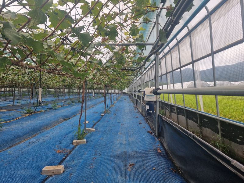 고추15559님의 장터 판매 상품 [샤인머스캣 대형하우스] 첨부 사진