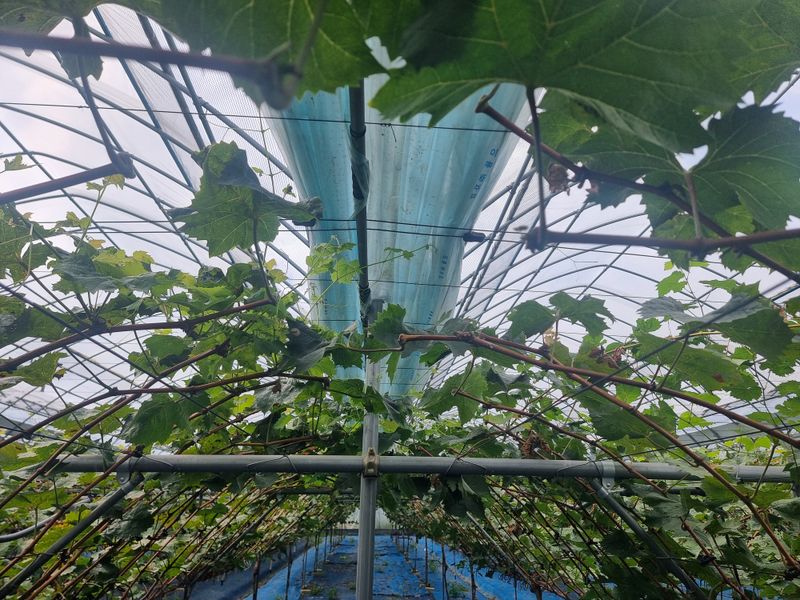 고추15559님의 장터 판매 상품 [샤인머스캣 대형하우스] 첨부 사진