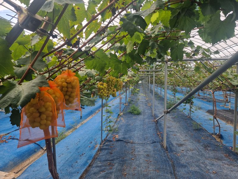 고추15559님의 장터 판매 상품 [샤인머스캣 대형하우스] 첨부 사진