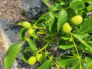 남효제님의 가을 농사계획 알려주세요🍁 · 참여글 작성글 사진