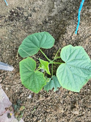 ㅅㅈㅇ님의 오이 · 영농일지 작성글 사진