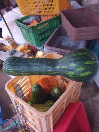 김화연님의 호박 · 자유게시판 작성글 사진