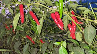 심기섭님의 고추 · 수확 작성글 사진