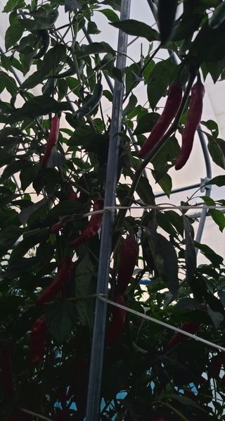 심기섭님의 고추 · 수확 작성글 사진