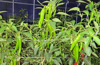 심기섭님의 고추 · 수확 작성글 사진