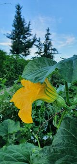 팜모닝 양파·자유게시판 게시글 이미지