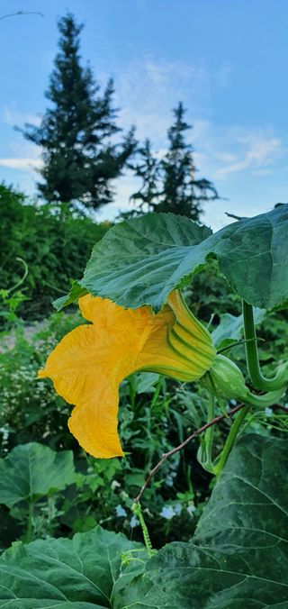 이종진님의 양파 · 자유게시판 작성글 사진