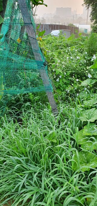 이종진님의 양파 · 자유게시판 작성글 사진