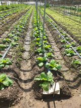 팜모닝 배추·비료•농약 게시글 이미지