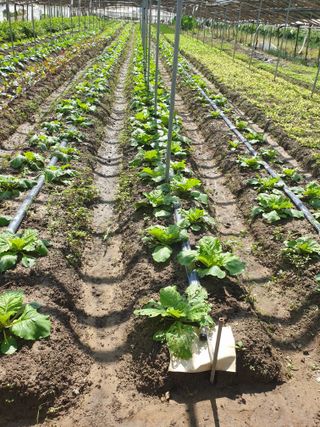 김화연님의 배추 · 비료•농약 작성글 사진