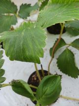 팜모닝 딸기·병해충상담 게시글 이미지