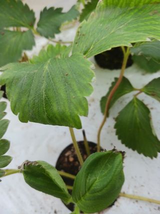 이재혁님의 딸기 · 병해충상담 작성글 사진