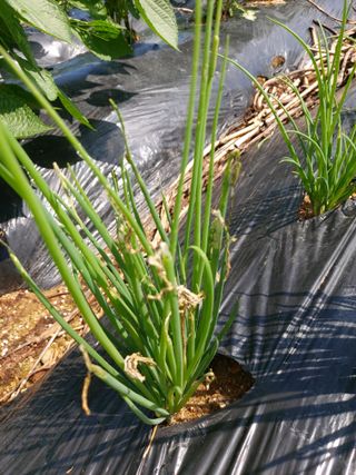 박태원님의 기타작물 · 병해충상담 작성글 사진