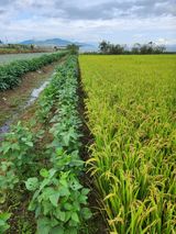 팜모닝 벼·영농일지 게시글 이미지