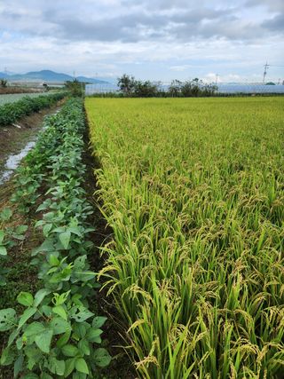 박정하님의 벼 · 영농일지 작성글 사진