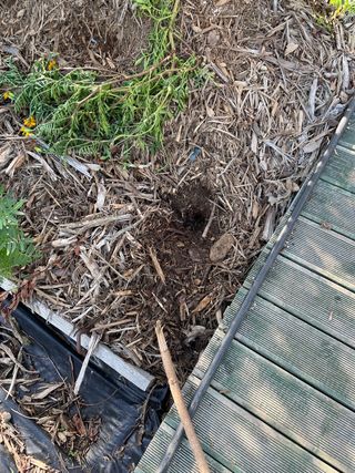 토깽이님의 마늘 · 일상 작성글 사진