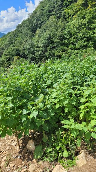 자연인초보농사님의 들깨 · 영농일지 작성글 사진