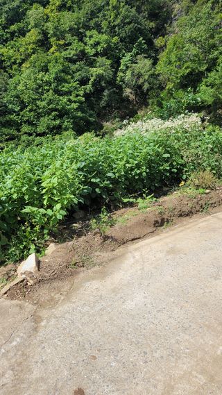 자연인초보농사님의 들깨 · 영농일지 작성글 사진