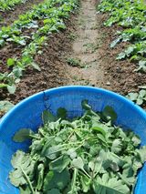 팜모닝 기타작물·영농일지 게시글 이미지