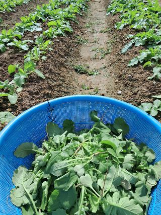 리포님의 기타작물 · 영농일지 작성글 사진