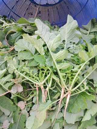 리포님의 기타작물 · 영농일지 작성글 사진