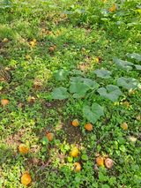 팜모닝 감·병해충상담 게시글 이미지