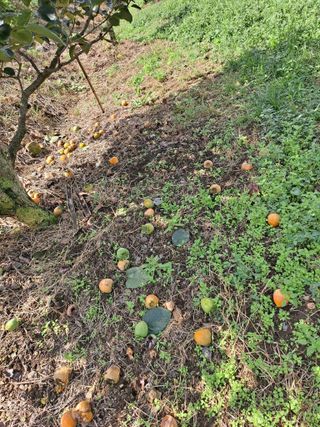 농촌사랑님의 감 · 병해충상담 작성글 사진