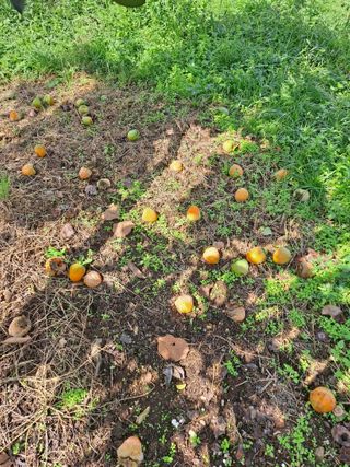 농촌사랑님의 감 · 병해충상담 작성글 사진