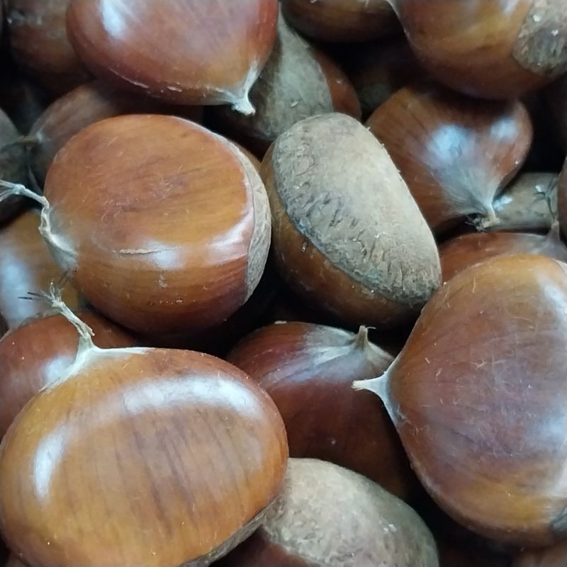 장터 상품 [(판매완료)큰 알밤 판매합니다] 썸네일