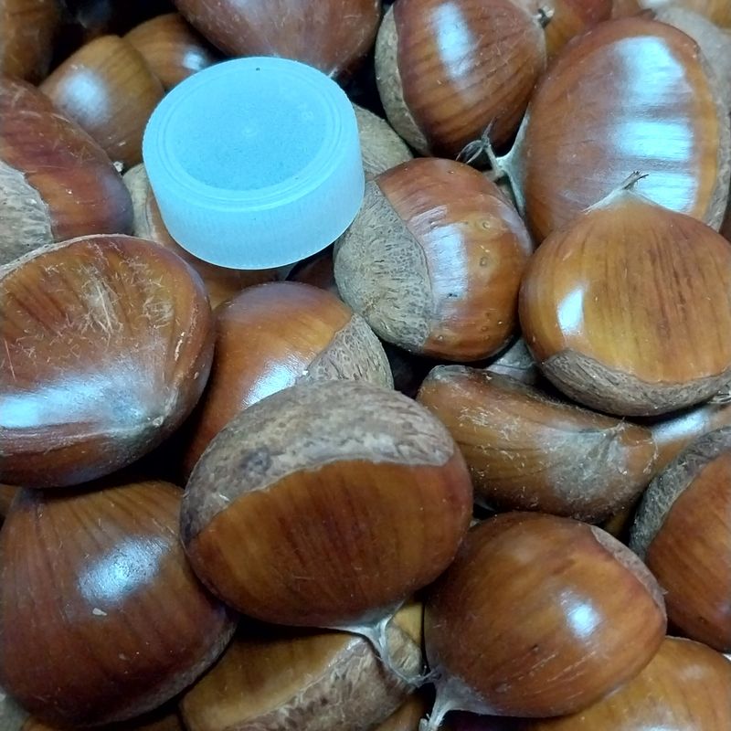 아로대추님의 장터 판매 상품 [(판매완료)큰 알밤 판매합니다] 첨부 사진