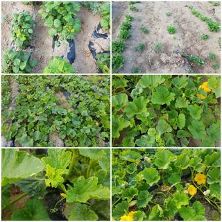 SOUL님의 자유주제 · 자유게시판 작성글 사진