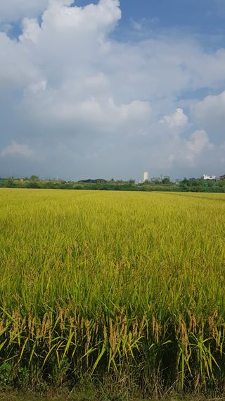 수원농군님의 벼 · 자유게시판 작성글 사진