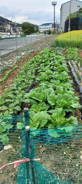 수원농군님의 벼 · 자유게시판 작성글 사진