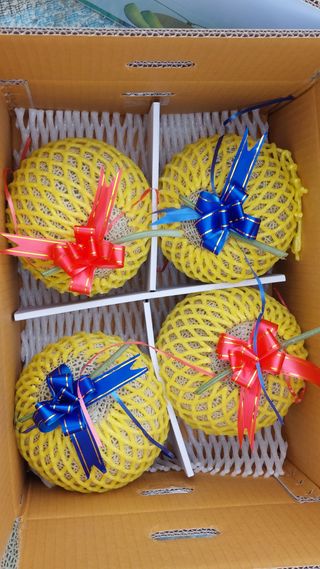 정양메론님의 가을 농사계획 알려주세요🍁 · 참여글 작성글 사진