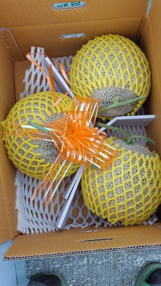 정양메론님의 가을 농사계획 알려주세요🍁 · 참여글 작성글 사진