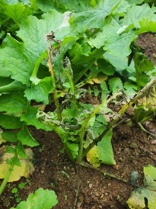 정종인님의 배추 · 병해충상담 작성글 사진