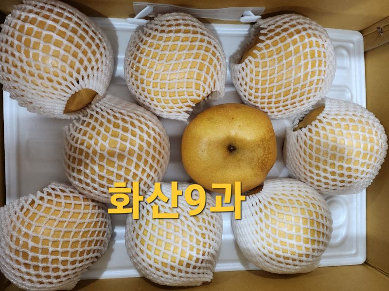 손정아님의 장터 판매 상품 [(햇배)🍊황금배,🍊화산배 7.5Kg] 첨부 사진