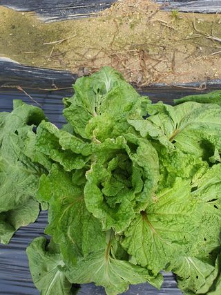 강영미 님의 배추 · 일상 작성글 사진