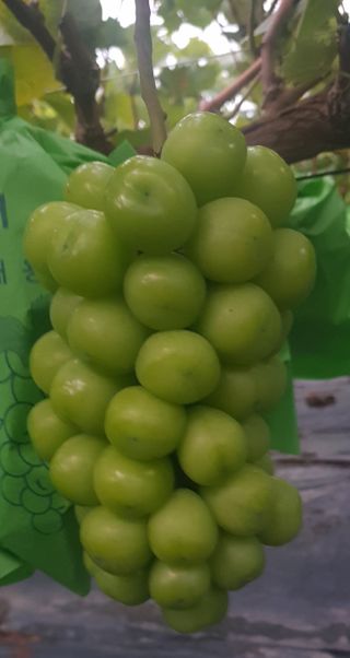 상도님의 포도 · 자유게시판 작성글 사진