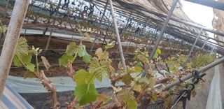 상도님의 포도 · 자유게시판 작성글 사진