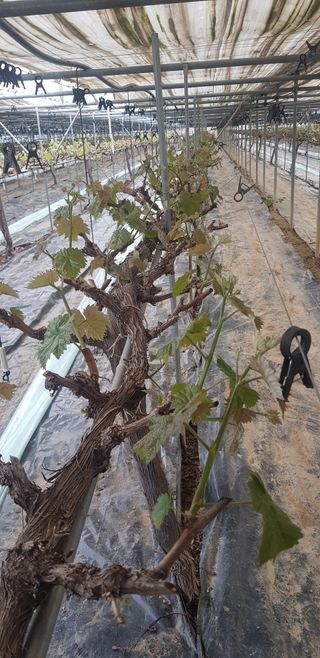 상도님의 포도 · 자유게시판 작성글 사진