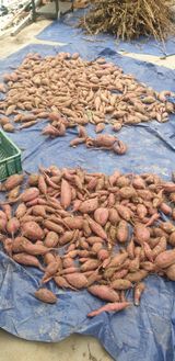 팜모닝 고구마·자유게시판 게시글 이미지