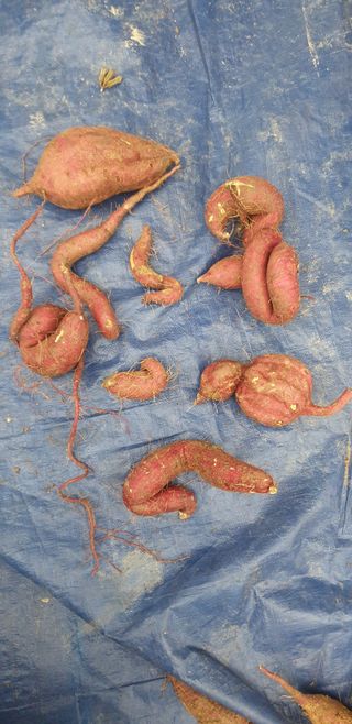 양촌리 2912님의 고구마 · 자유게시판 작성글 사진