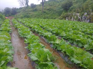 추성호님의 배추 · 일상 작성글 사진