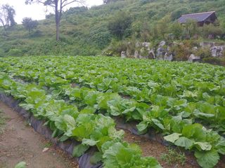 추성호님의 배추 · 일상 작성글 사진