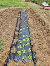 팜모닝 기타작물·영농일지 게시글 이미지