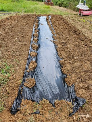 신이내린오디 정가네님의 기타작물 · 영농일지 작성글 사진