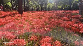 제주농부님의 고추 · 일상 작성글 사진