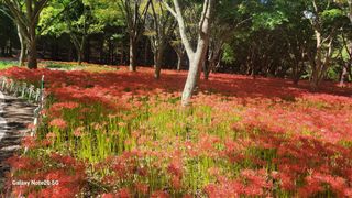 제주농부님의 고추 · 일상 작성글 사진