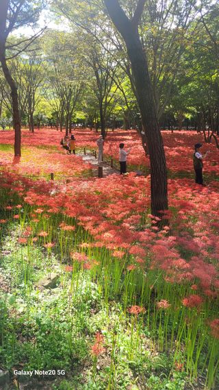 제주농부님의 고추 · 일상 작성글 사진